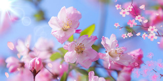 春分背景春分春天花展板背景粉色蓝色唯美樱花天空模糊花瓣展板背景春天樱花背景